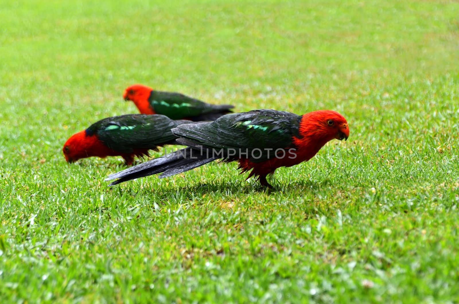 Female and male King Parrots in the rain on grass