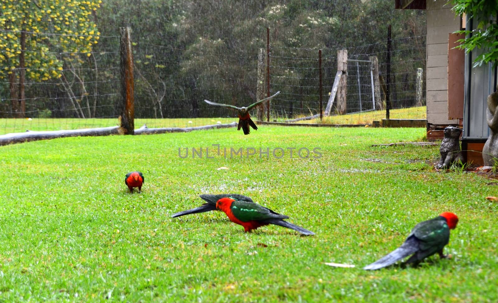 Female and male King Parrots in the rain on grass