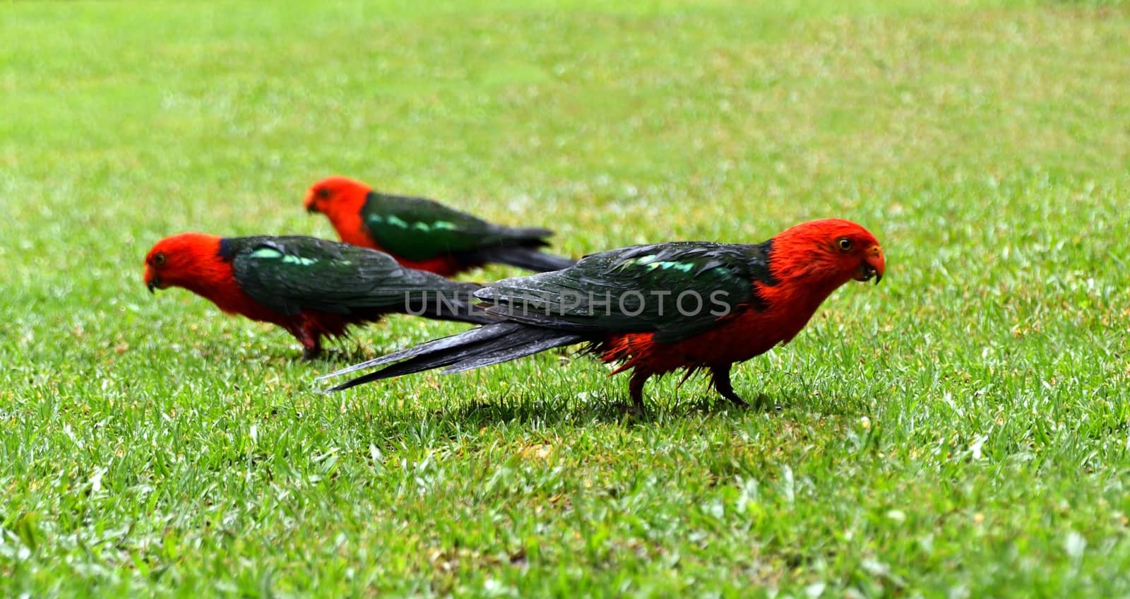 Female and male King Parrots in the rain on grass