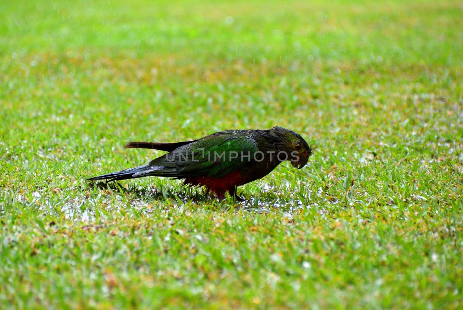 A single female King Parrots in the rain on grass