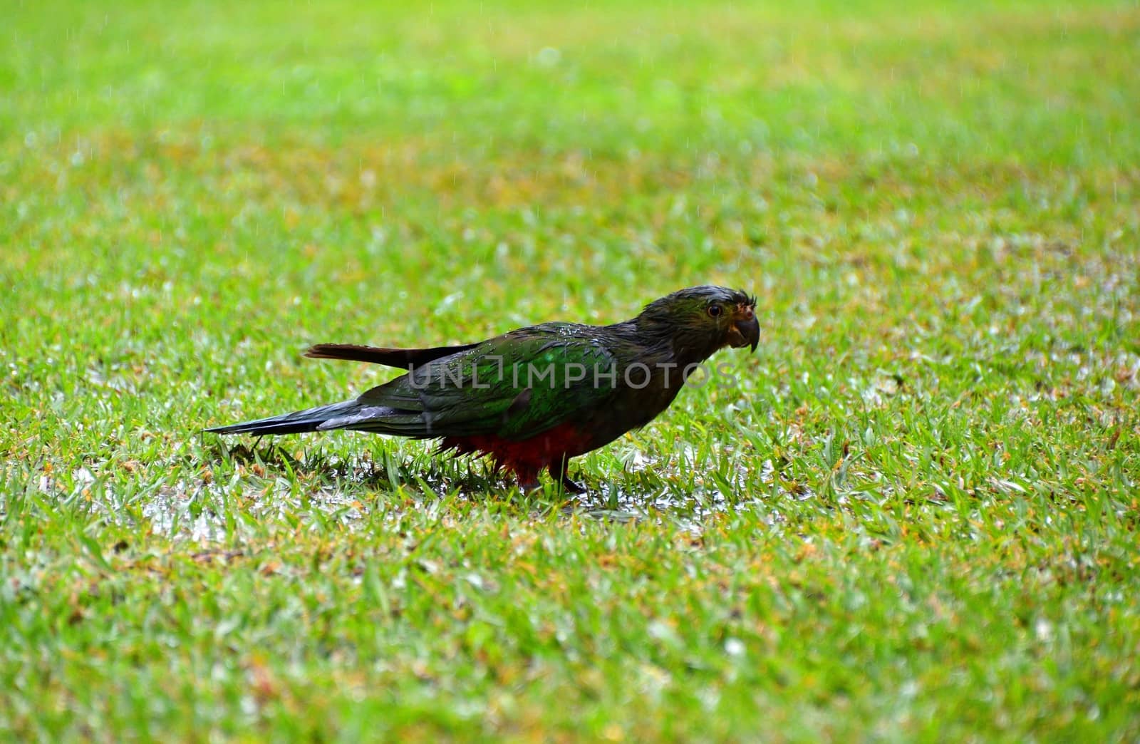 A single female King Parrots in the rain on grass