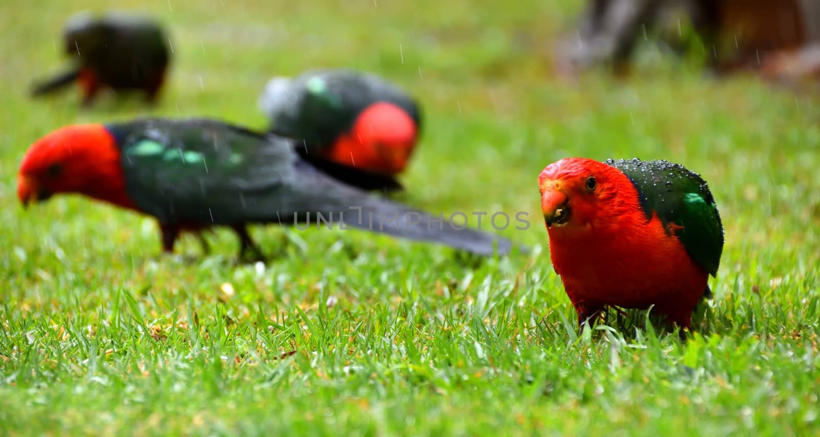 Female and male King Parrots in the rain on grass