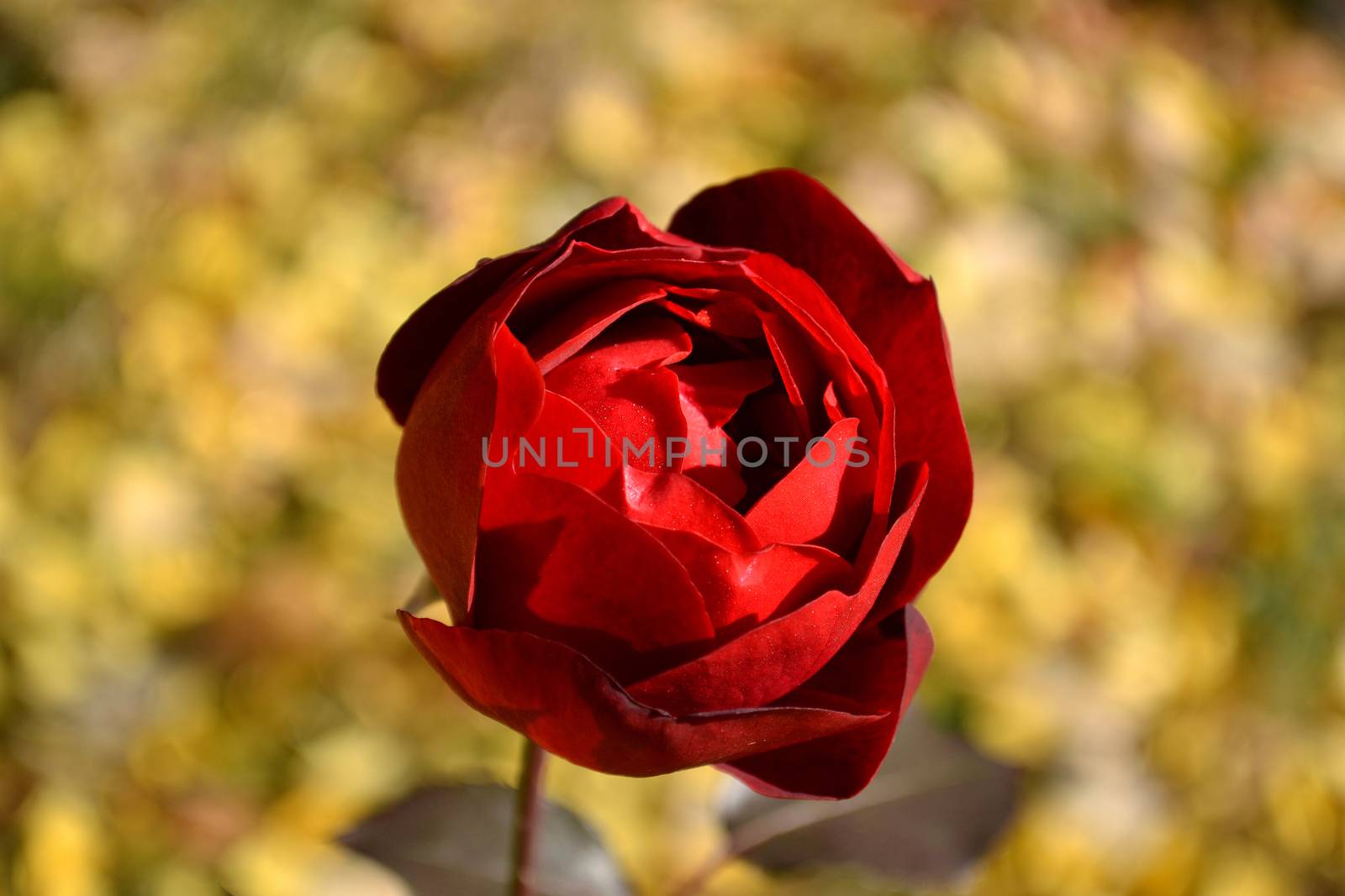 Beautiful red rose on yellow background