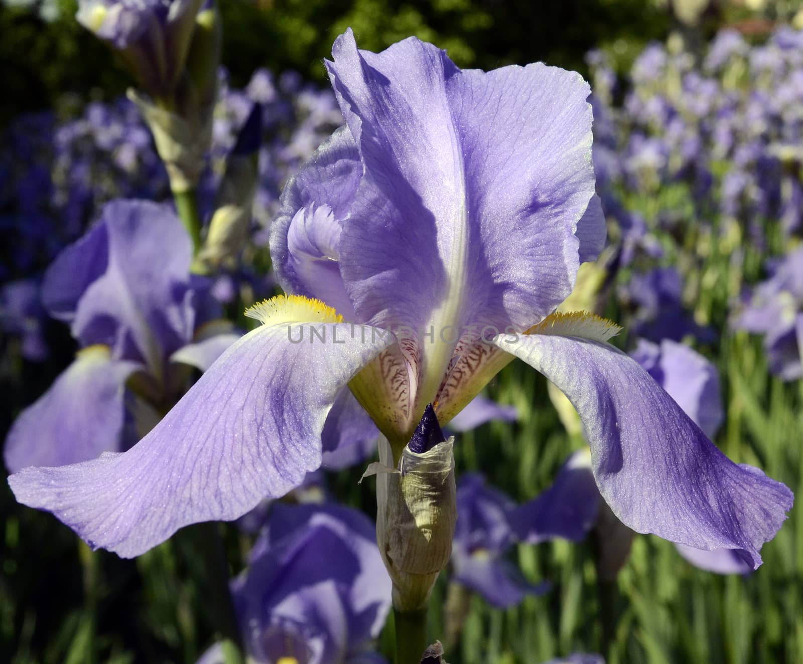 Violet iris flower on green garden background