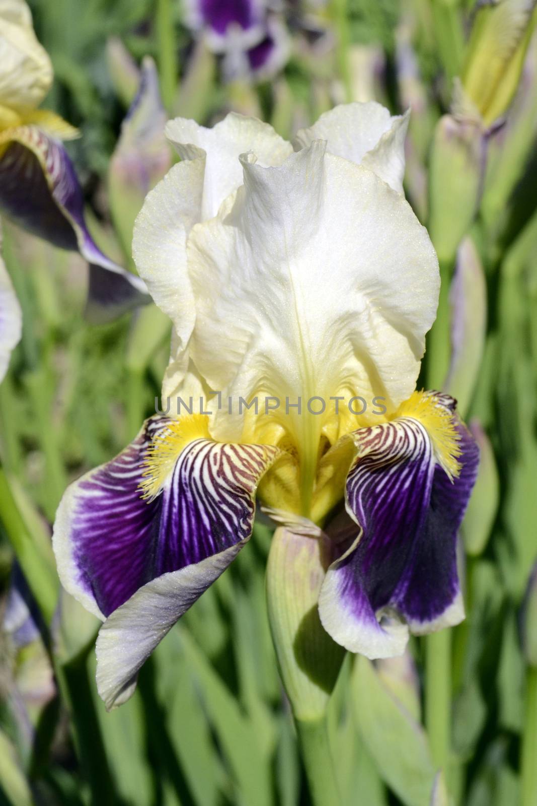 Violet with white iris flower on green garden background by hibrida13