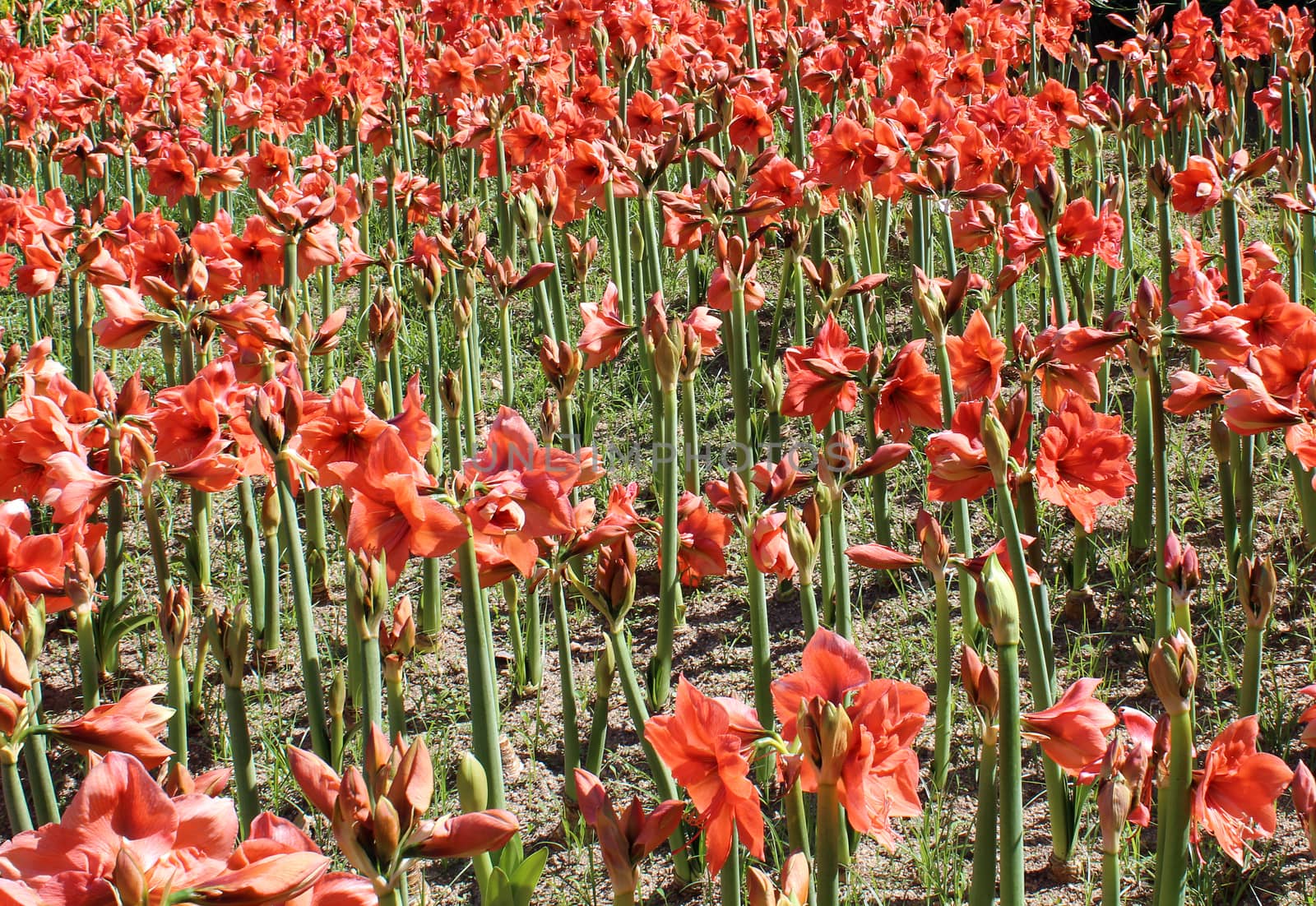 Beautiful field of red Amaryllis flower by hibrida13