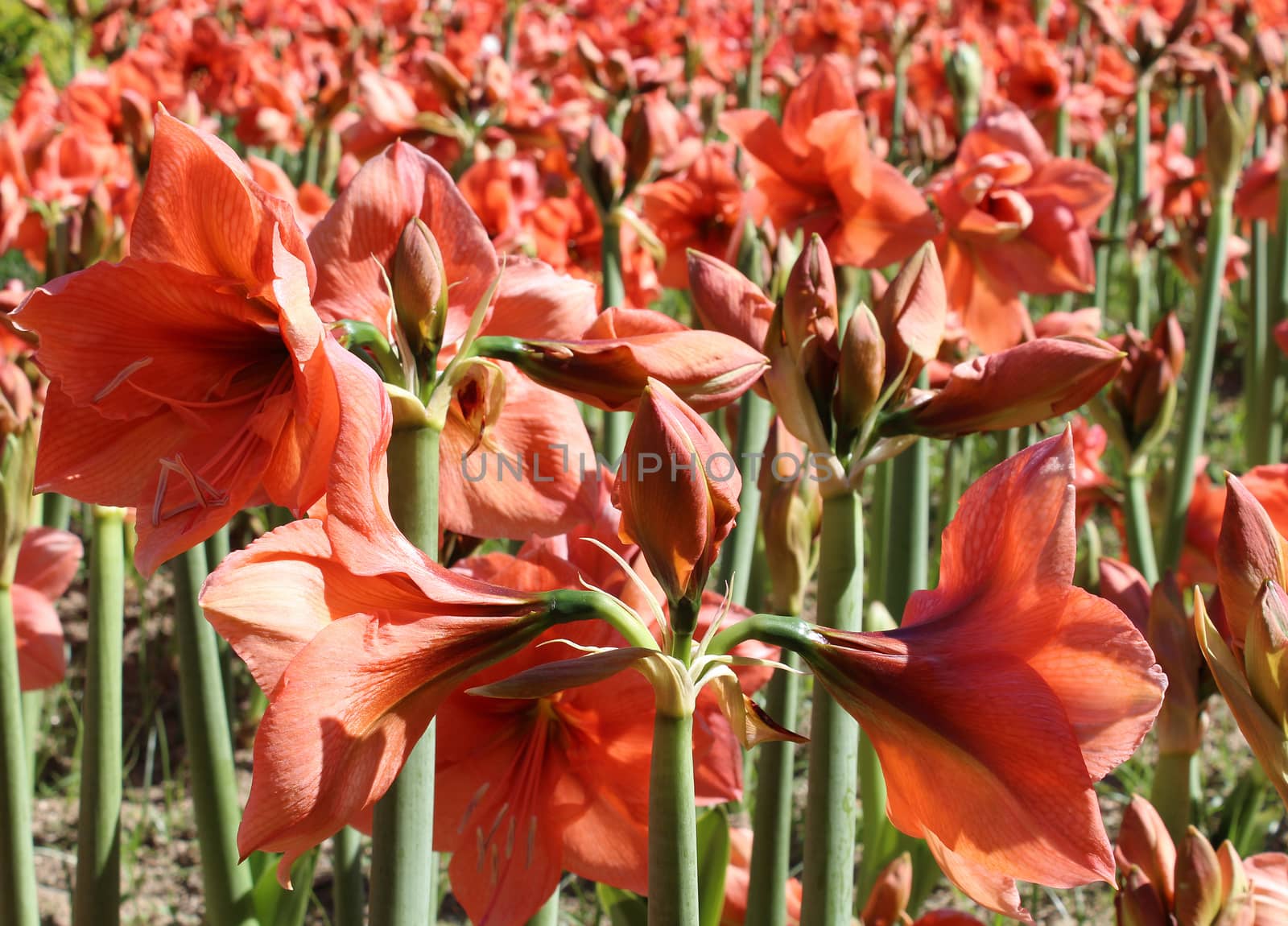 Beautiful blossoms of red Amaryllis flower by hibrida13