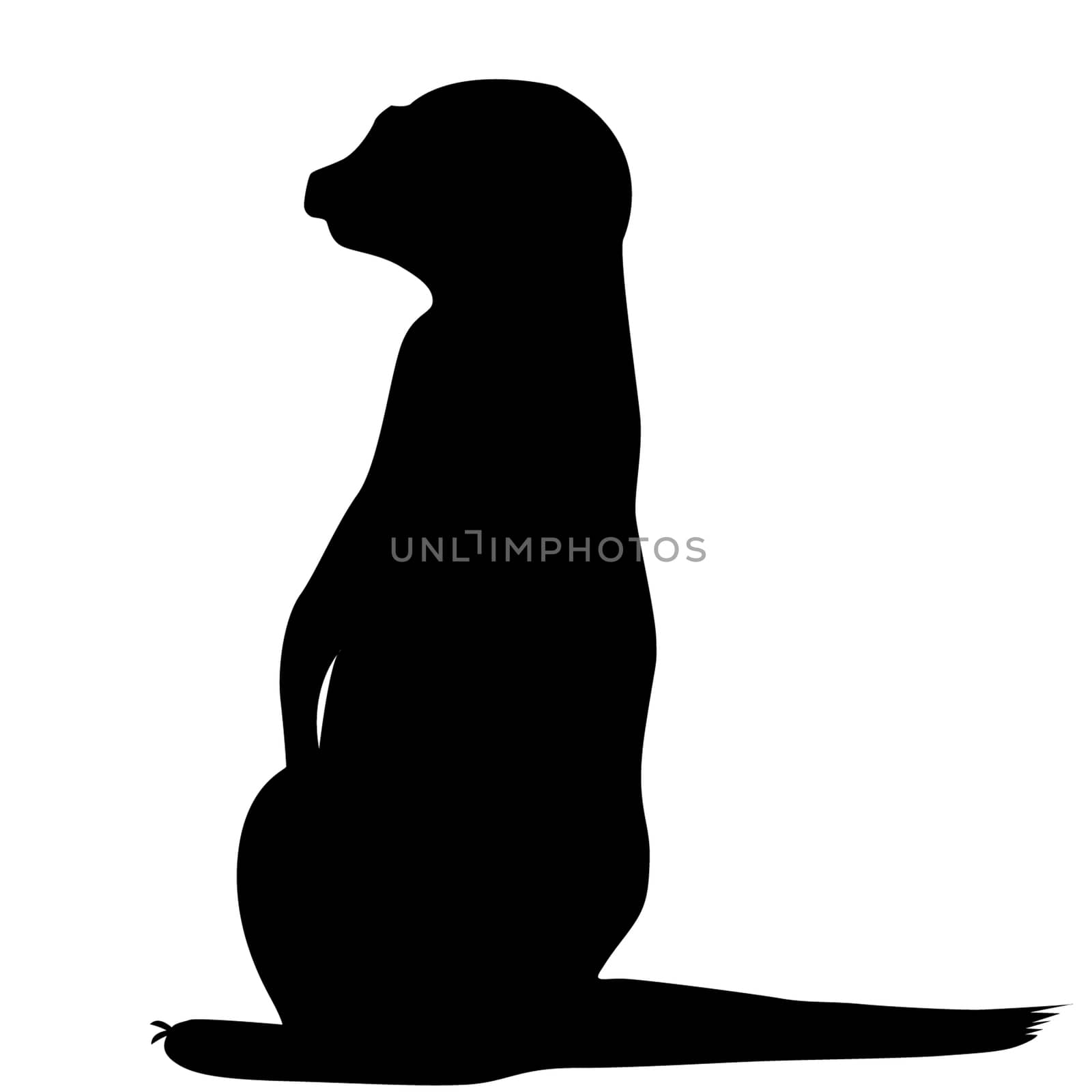 Meerkat silhouette isolated on white background