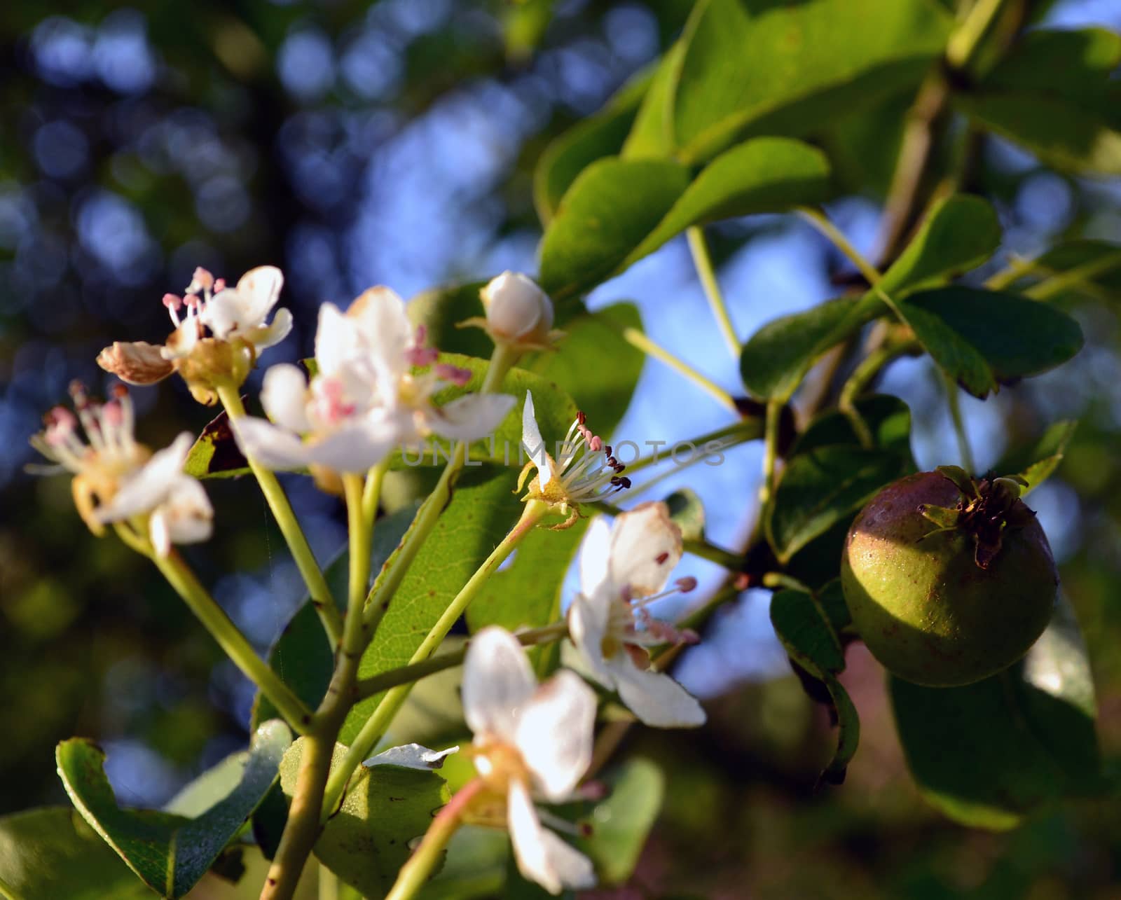 Pear tree branch with fruit and flowers