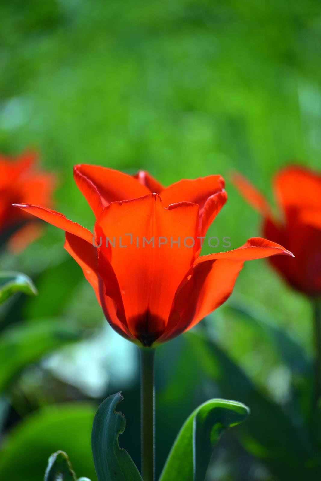 Red tulip on green background