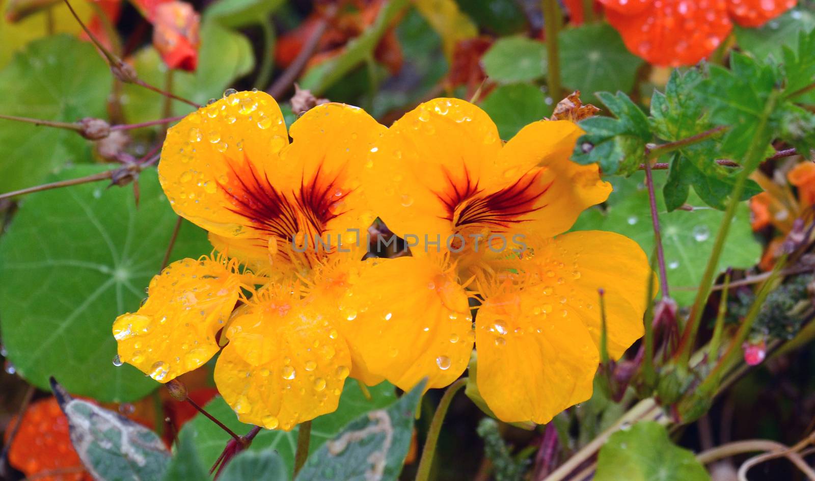 Yellow Nasturtium Tropaeolum flowers withdew drops in a garden by hibrida13