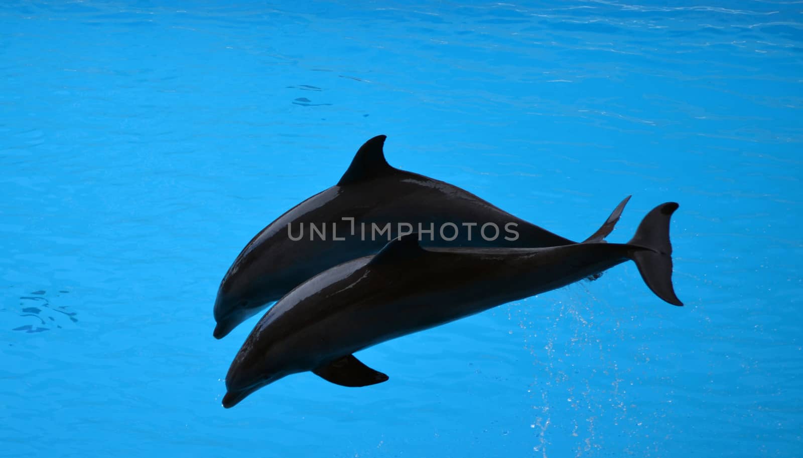 Pair of dolphins jumping out of water