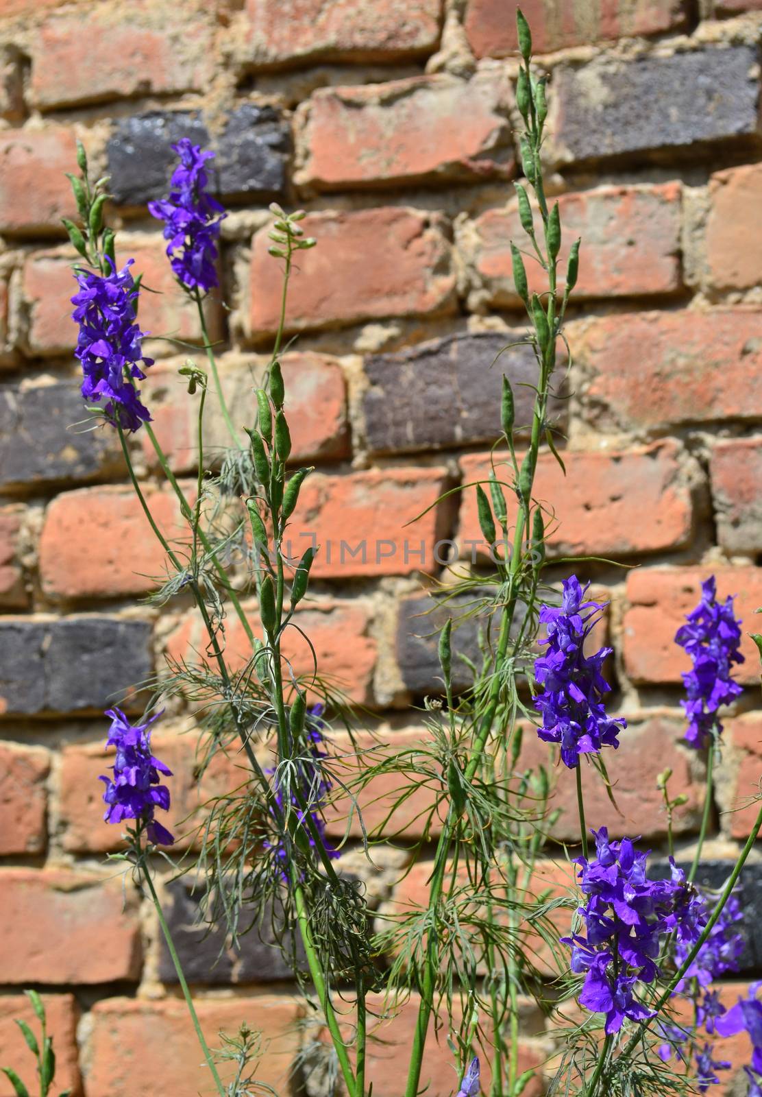 Purple flowers on the background of old bricks by hibrida13