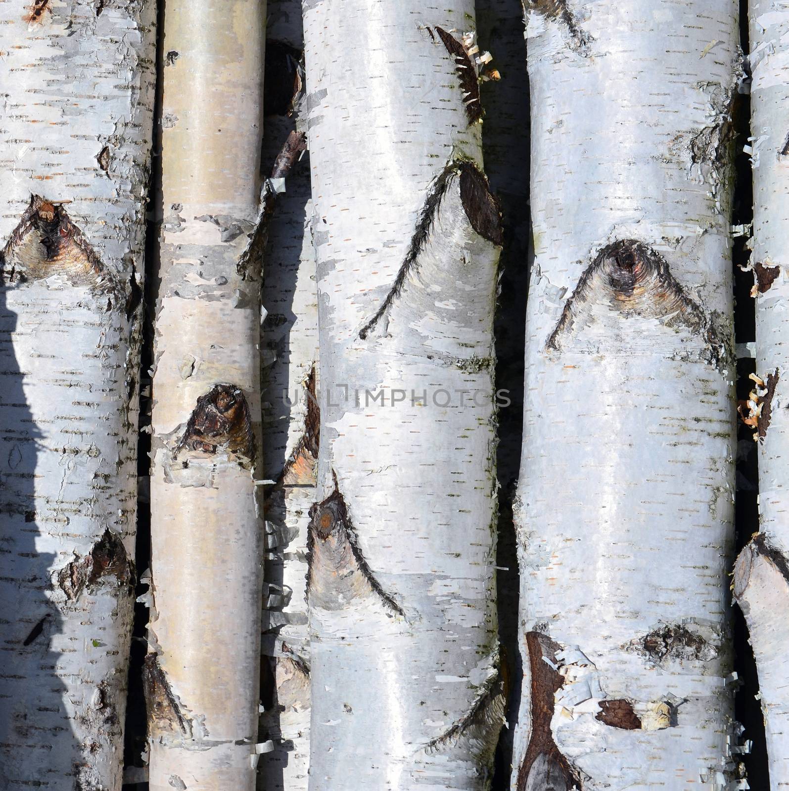 Birch trees trunks, pile of birch logs by hibrida13