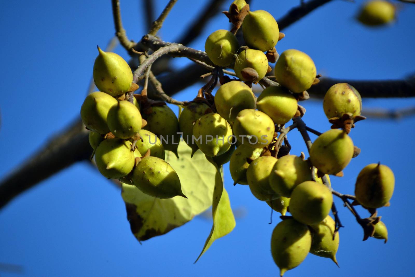 Green fruits from the tree paulownia tomentosa by hibrida13