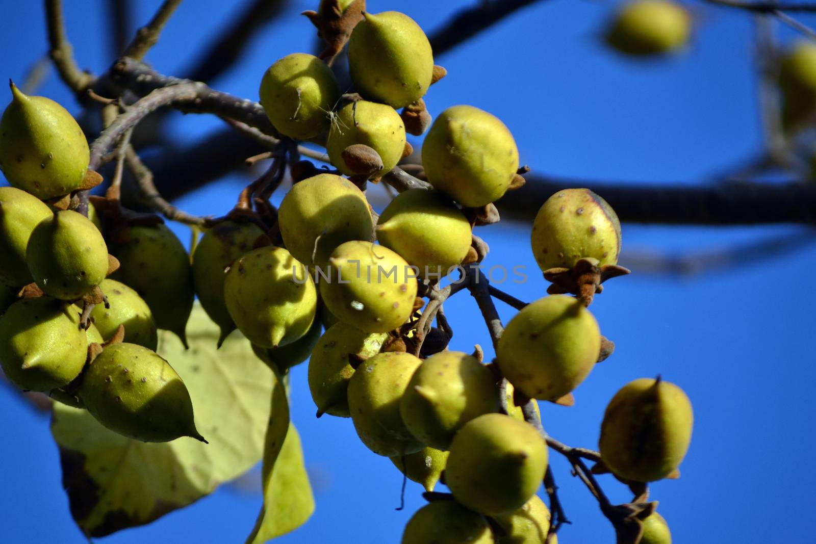 Paulownia green fruits on blue sky background by hibrida13