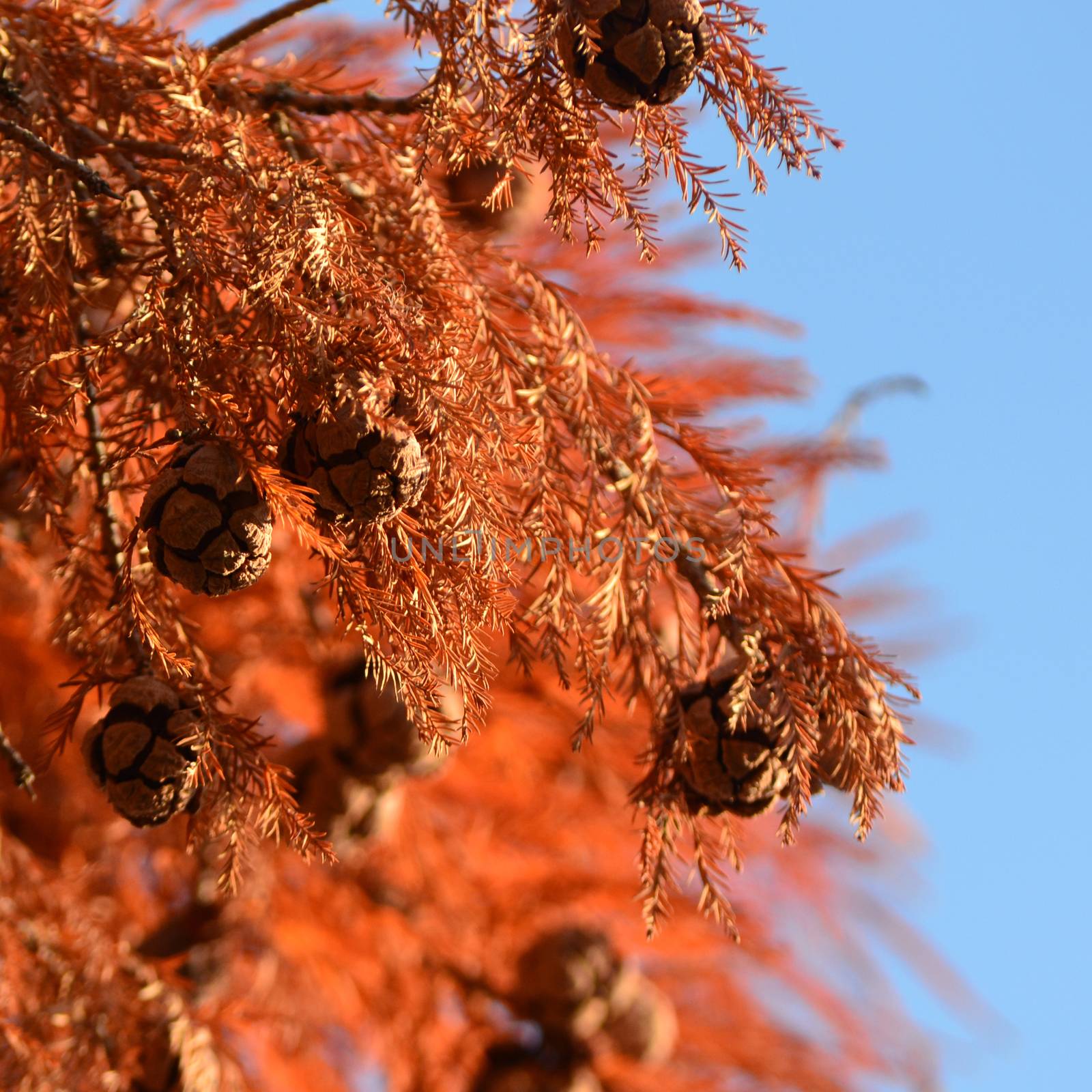 Red cypress cones on blue sky background by hibrida13