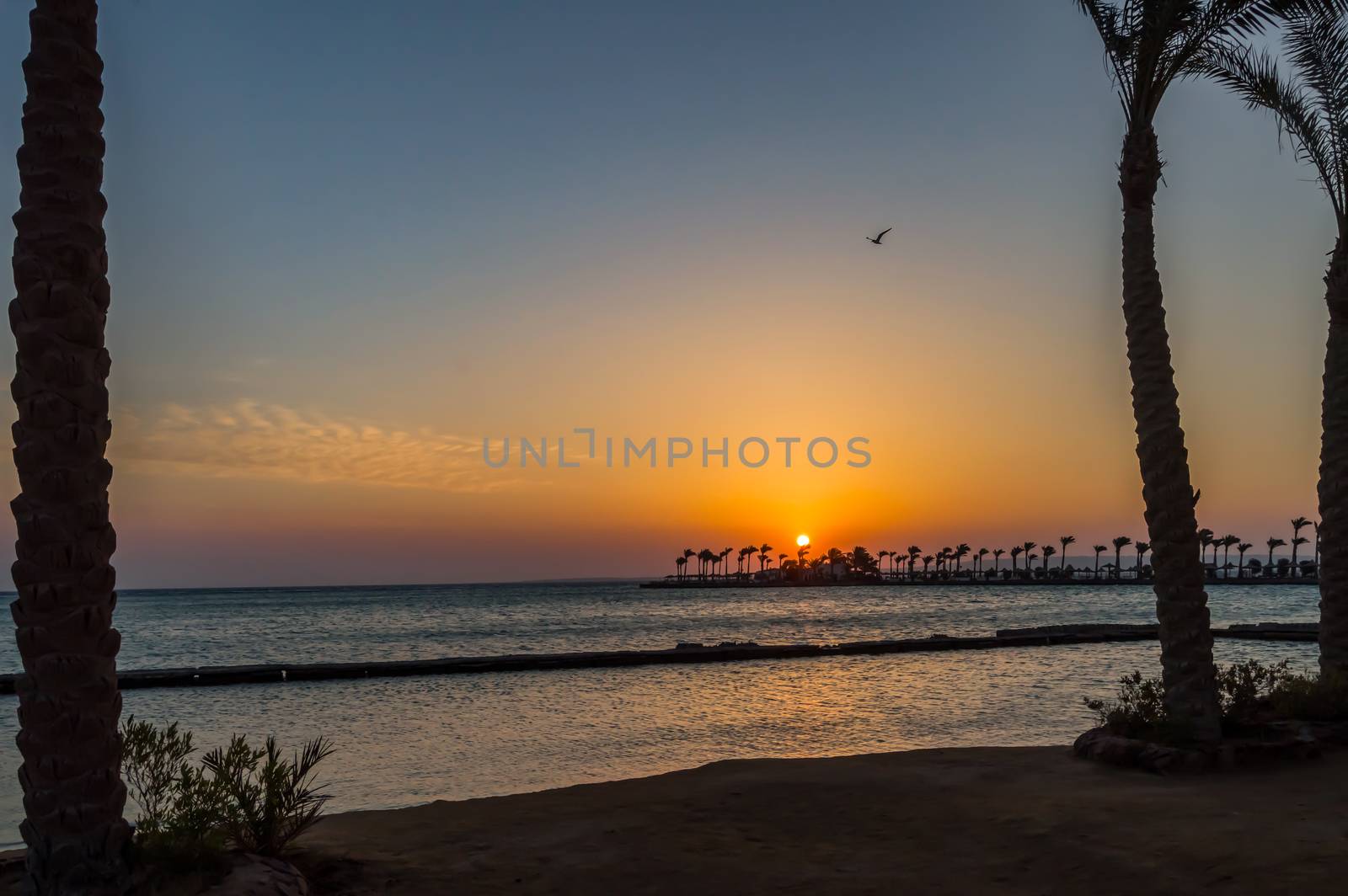 Sunrise on a peninsula of Hurghada across a row of palm trees  by Philou1000