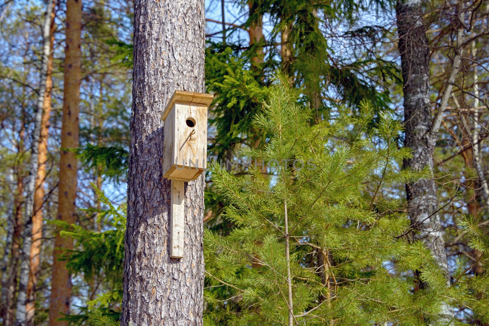 A homemade birdhouse hangs on a tree in a coniferous forest in the spring.