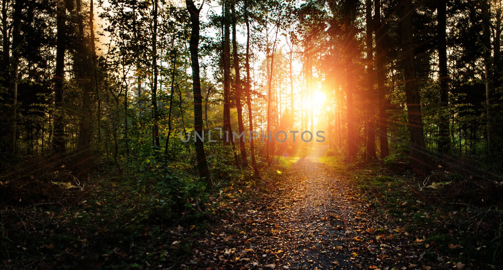 Sunset in forrest with road and green trees. by PeterHofstetter