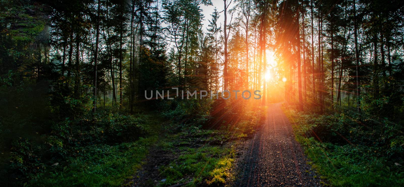 Sunset in forrest with road and green trees. With sun rays