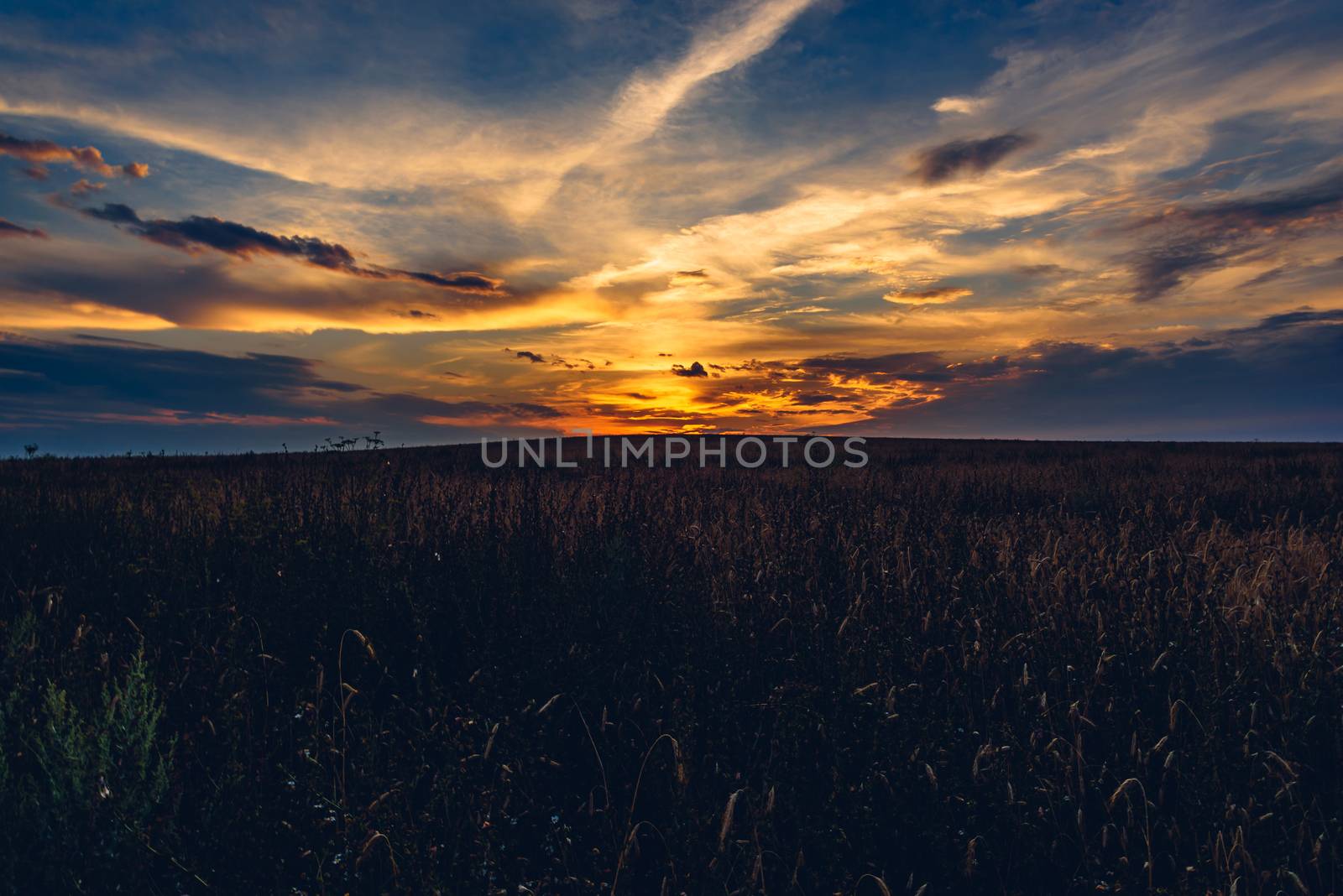 Sunset cloudy sky over the cereal field