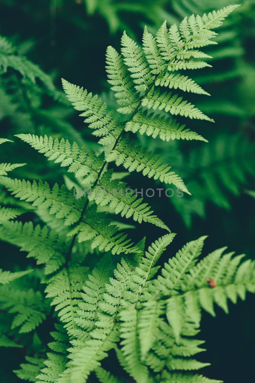 Close up of fern leaves in forest