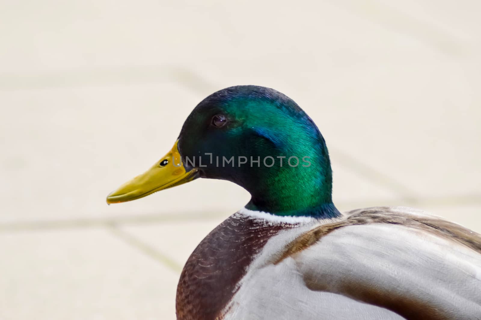 Mallard duck with a gray background in Luxembourg