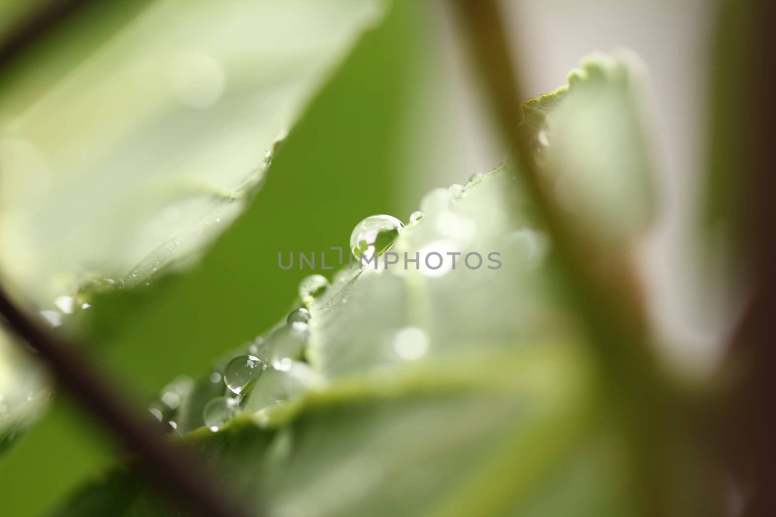 water drops on leaves out in nature by PeterHofstetter