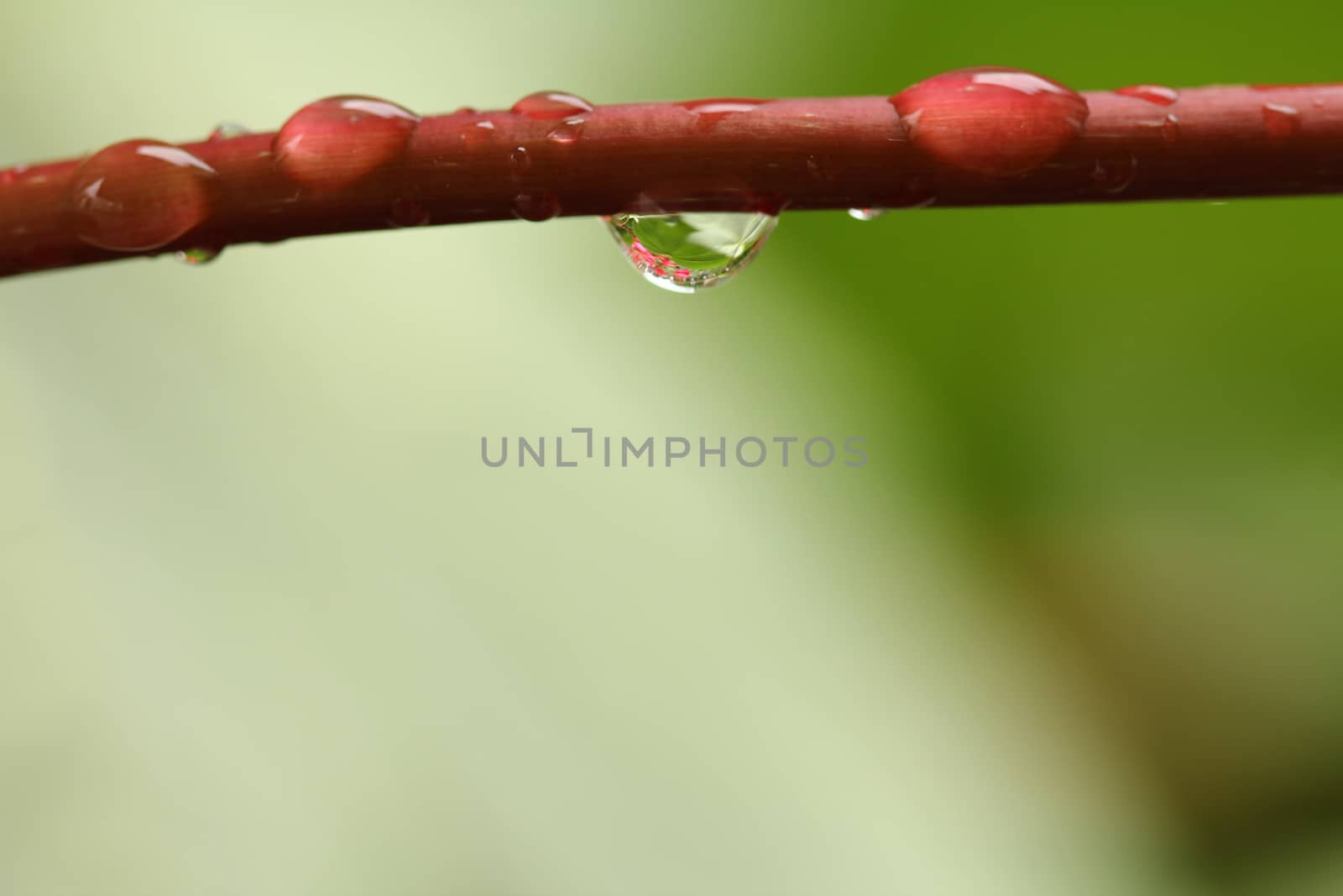 water drops on leaves out in nature by PeterHofstetter