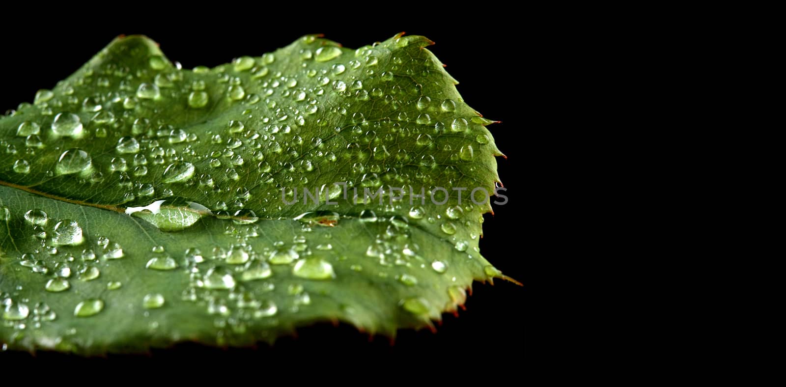 green leafs with water drop in Black background with green leafs