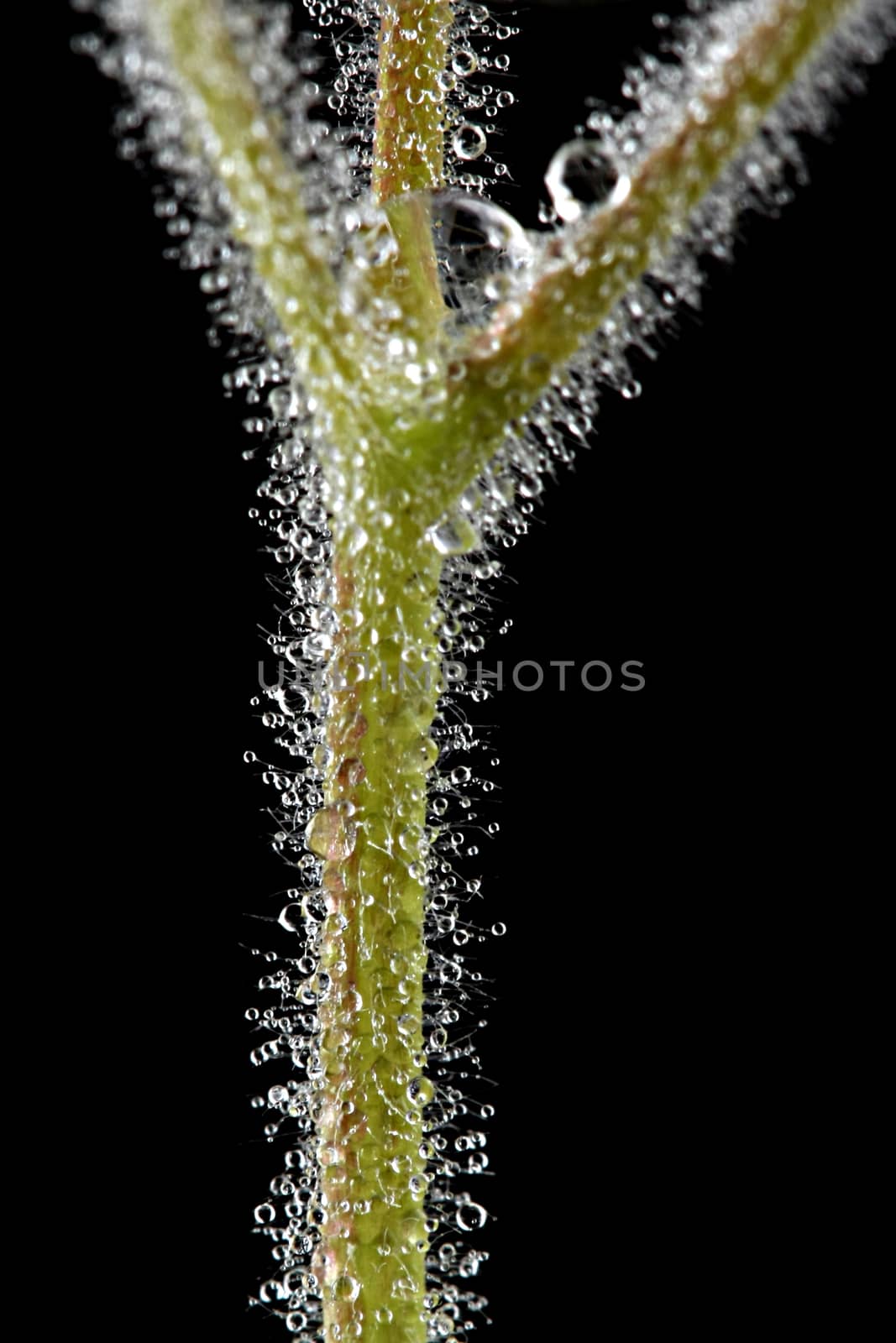 green leafs with water drop in Black background with green leafs