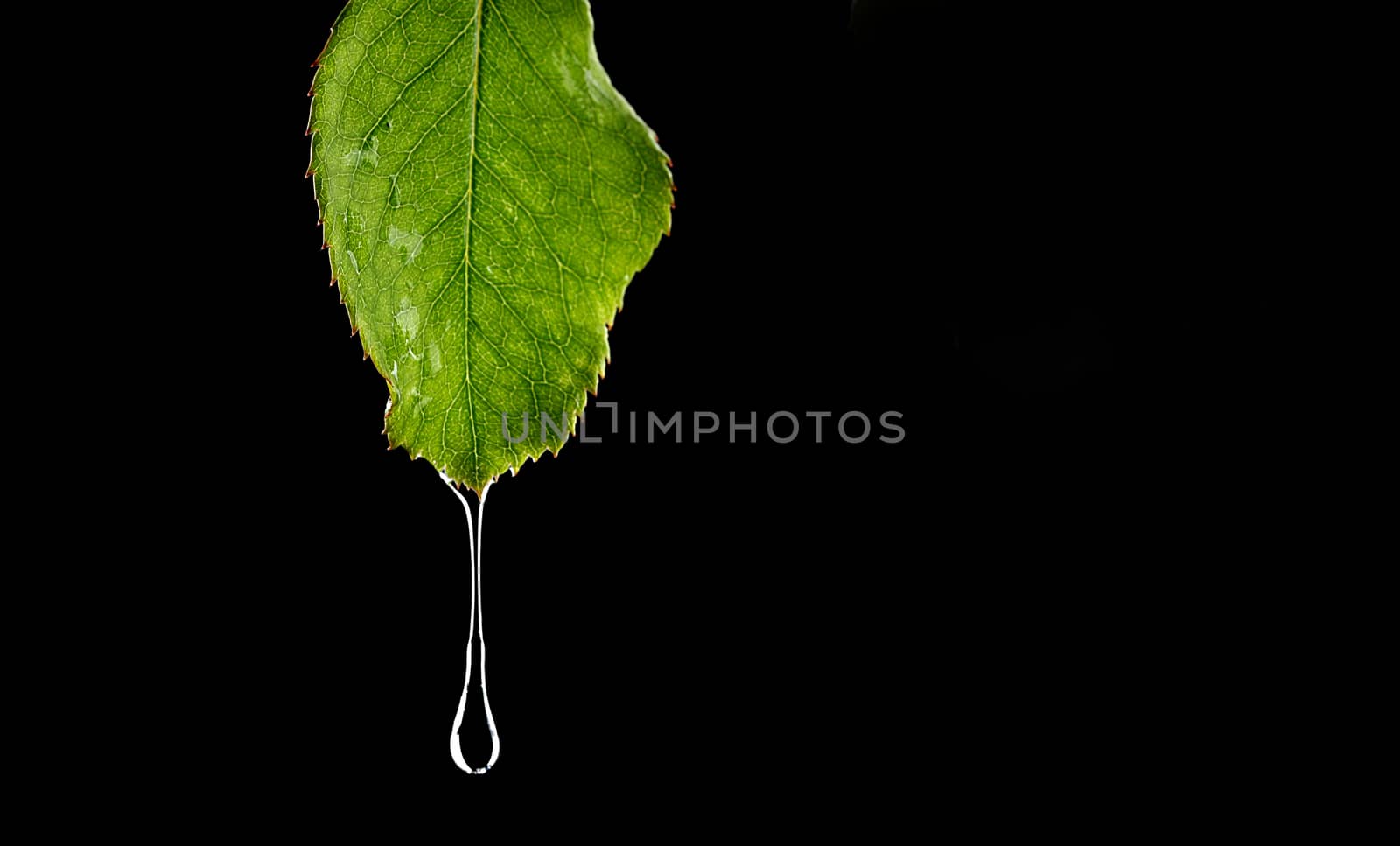 green leafs with water drop in Black background with green leafs