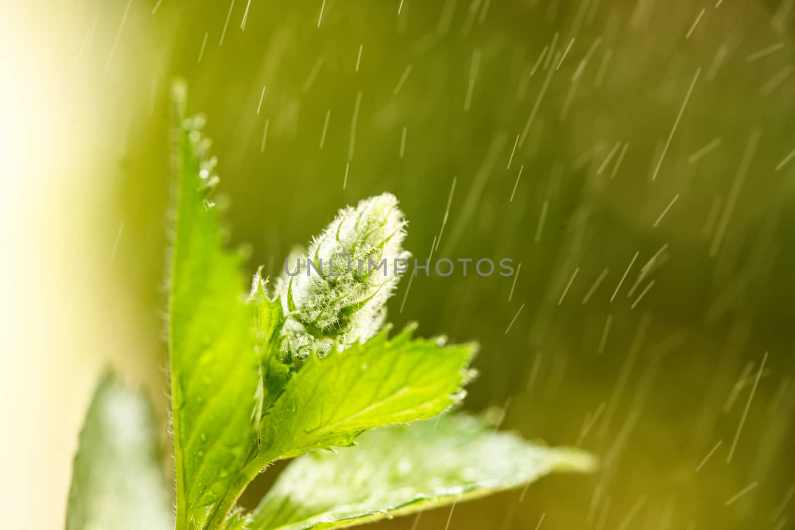 organic parsley and other green vegan ingredients for a healthy meal with water drops