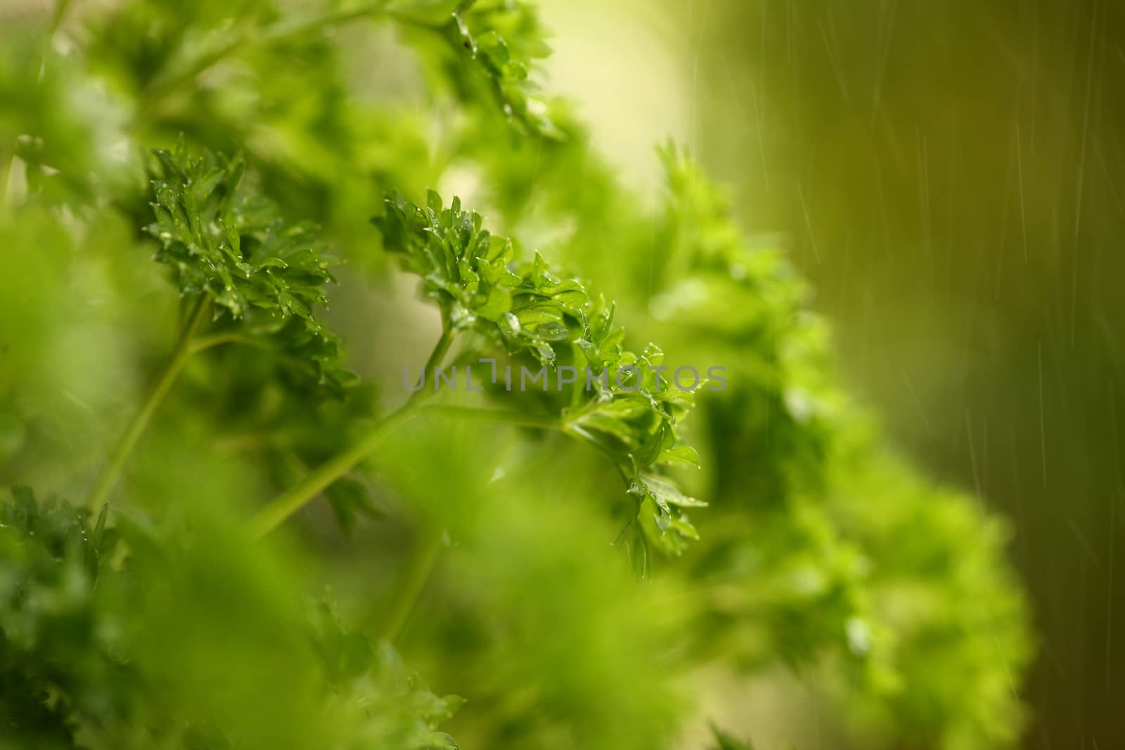 organic parsley and other green vegan ingredients for a healthy by PeterHofstetter