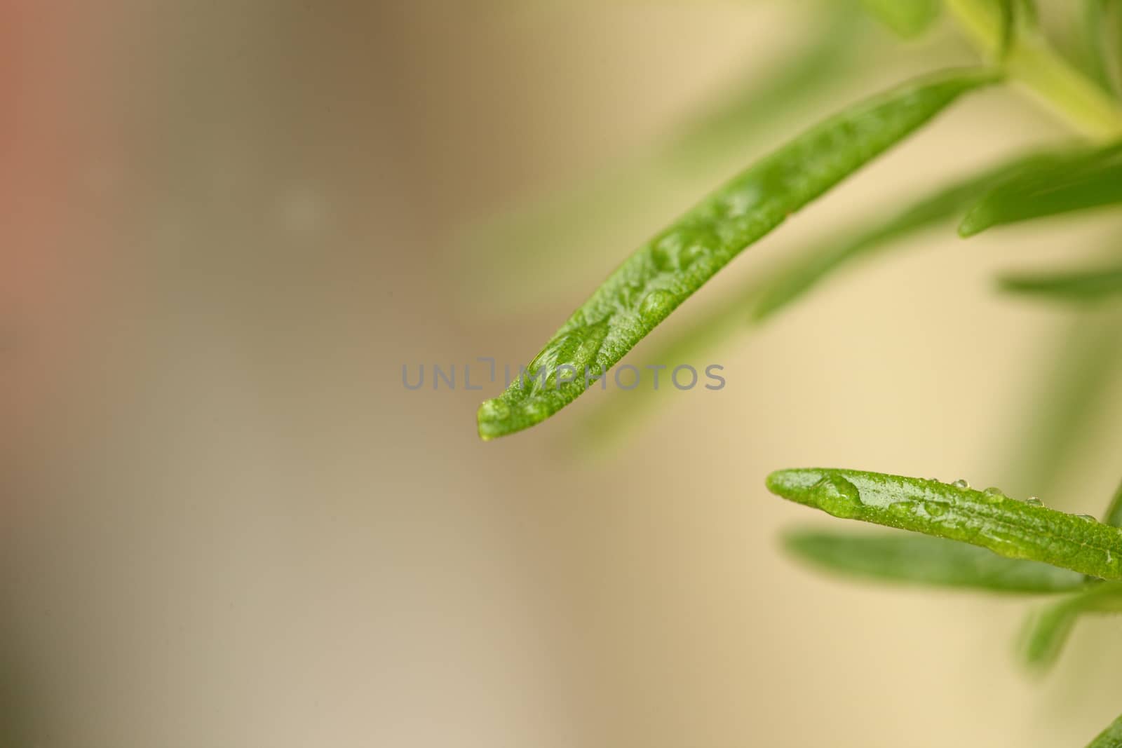 organic parsley and other green vegan ingredients for a healthy meal with water drops