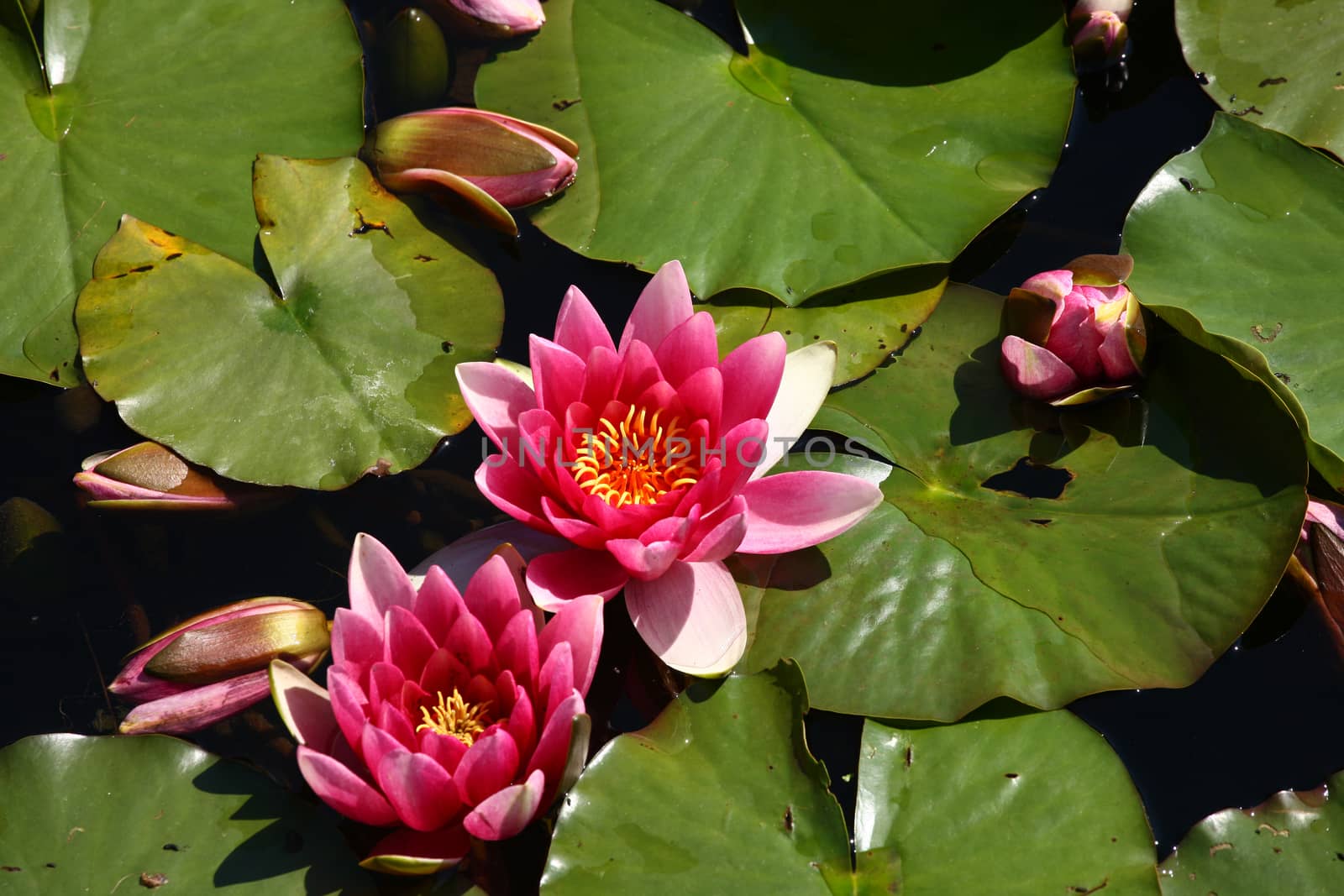 water lily in a pond with green leaves with red flowers