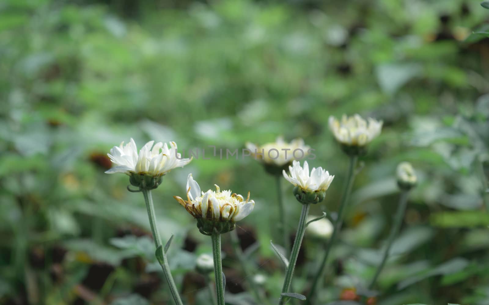 Closeup beautiful small cute flower of yellow pollen and white petal of Common Daisy, Lawn Daisy, Bellis Perennis, Woundwort, Bruisewort or English Daisy variegated foliage spot in rural environment. Shibpur Howrah botanical garden West Bengal India South Asia Pacific. by sudiptabhowmick