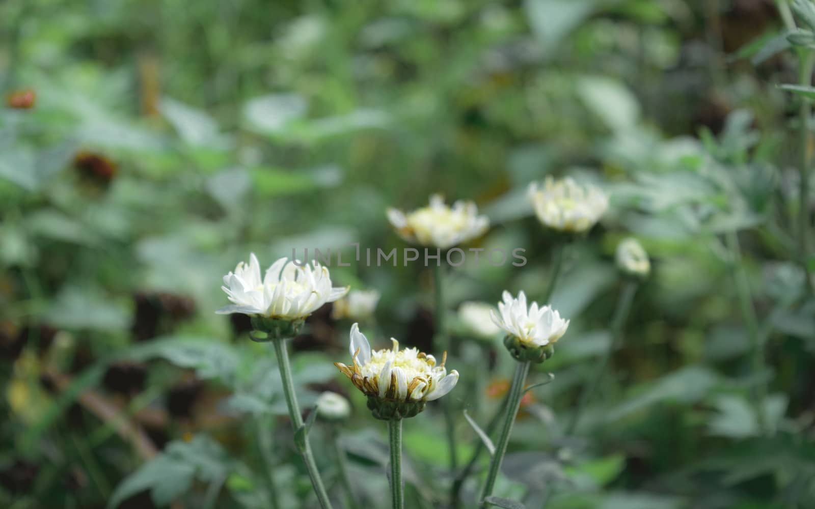 Closeup beautiful small cute flower of yellow pollen and white petal of Common Daisy, Lawn Daisy, Bellis Perennis, Woundwort, Bruisewort or English Daisy variegated foliage spot in rural environment. Shibpur Howrah botanical garden West Bengal India South Asia Pacific.