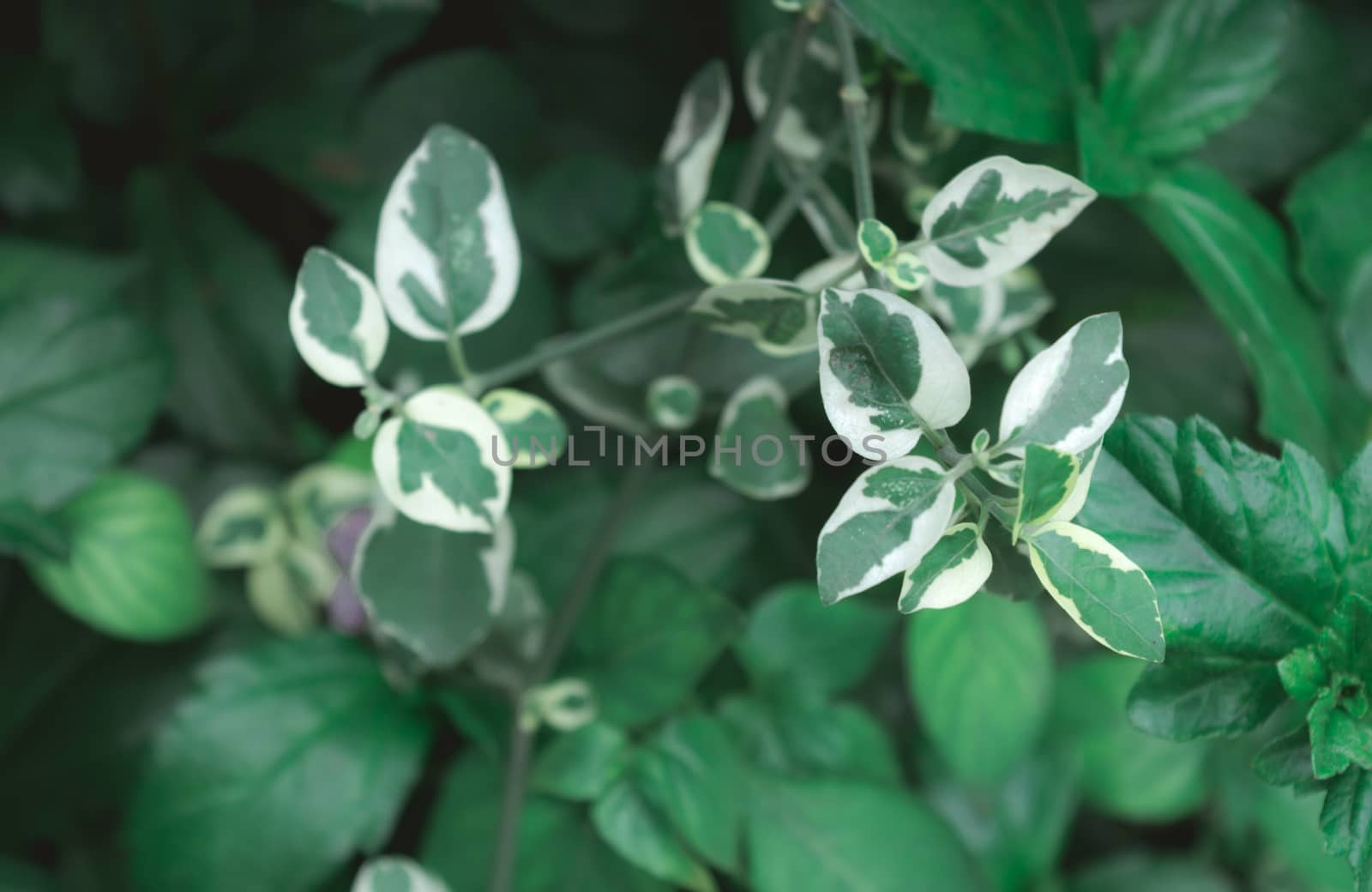 Variegated Dogwood Shrub. White green leaves of umbrella catchrird tree Nyctaginaceae Pisonia umbelliferata variegate. Close-up karikatuur plant, wit en groen blad. by sudiptabhowmick
