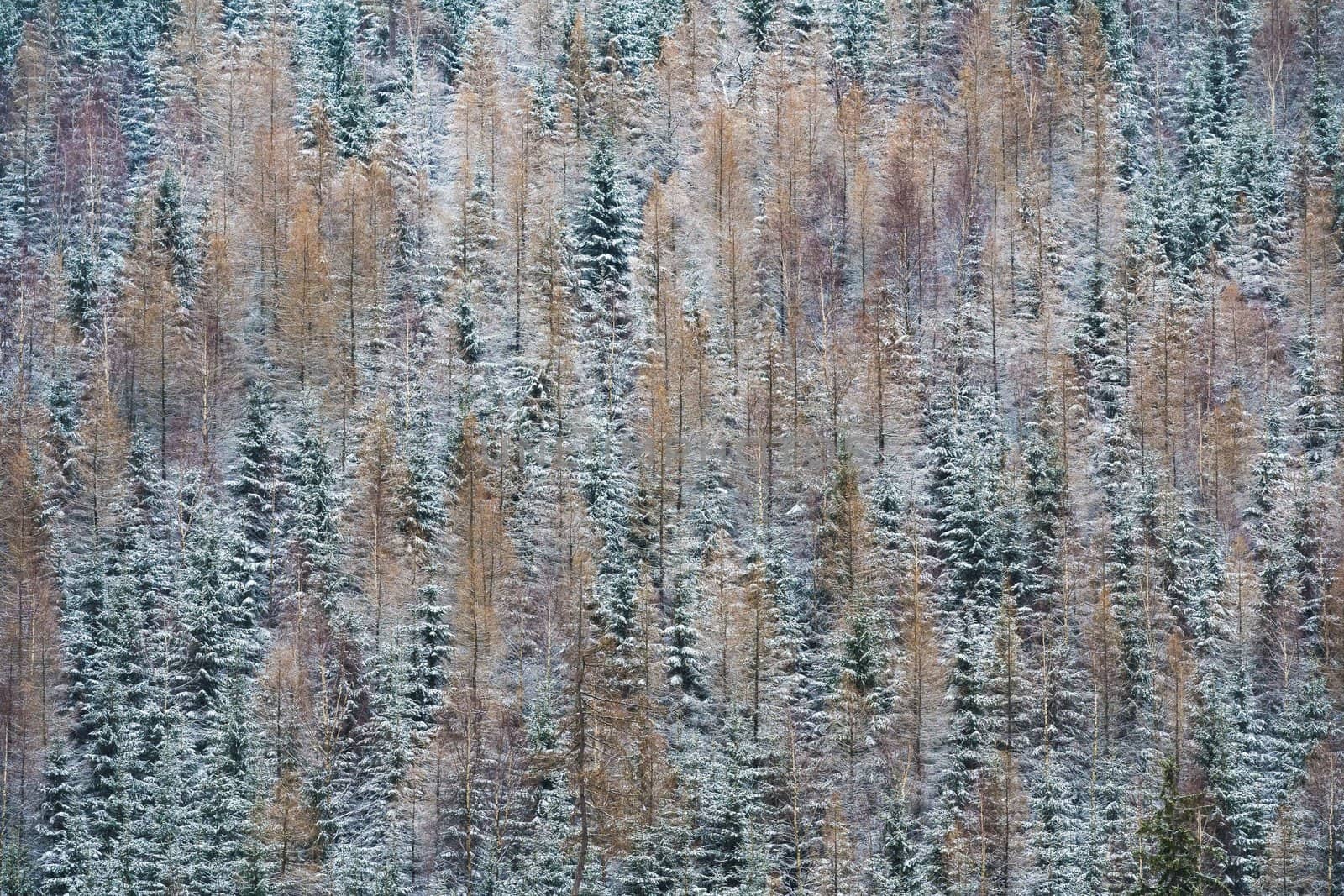 Texture of strees covered with snow on a side of a a hill - winter scene