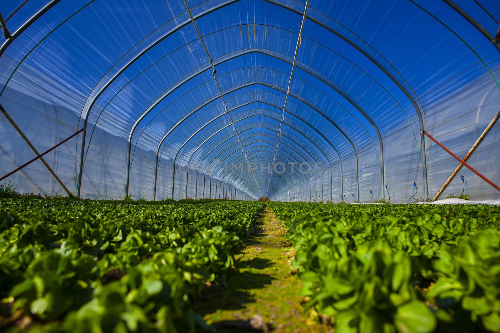 green house with blue sky growing vegetable with green plants