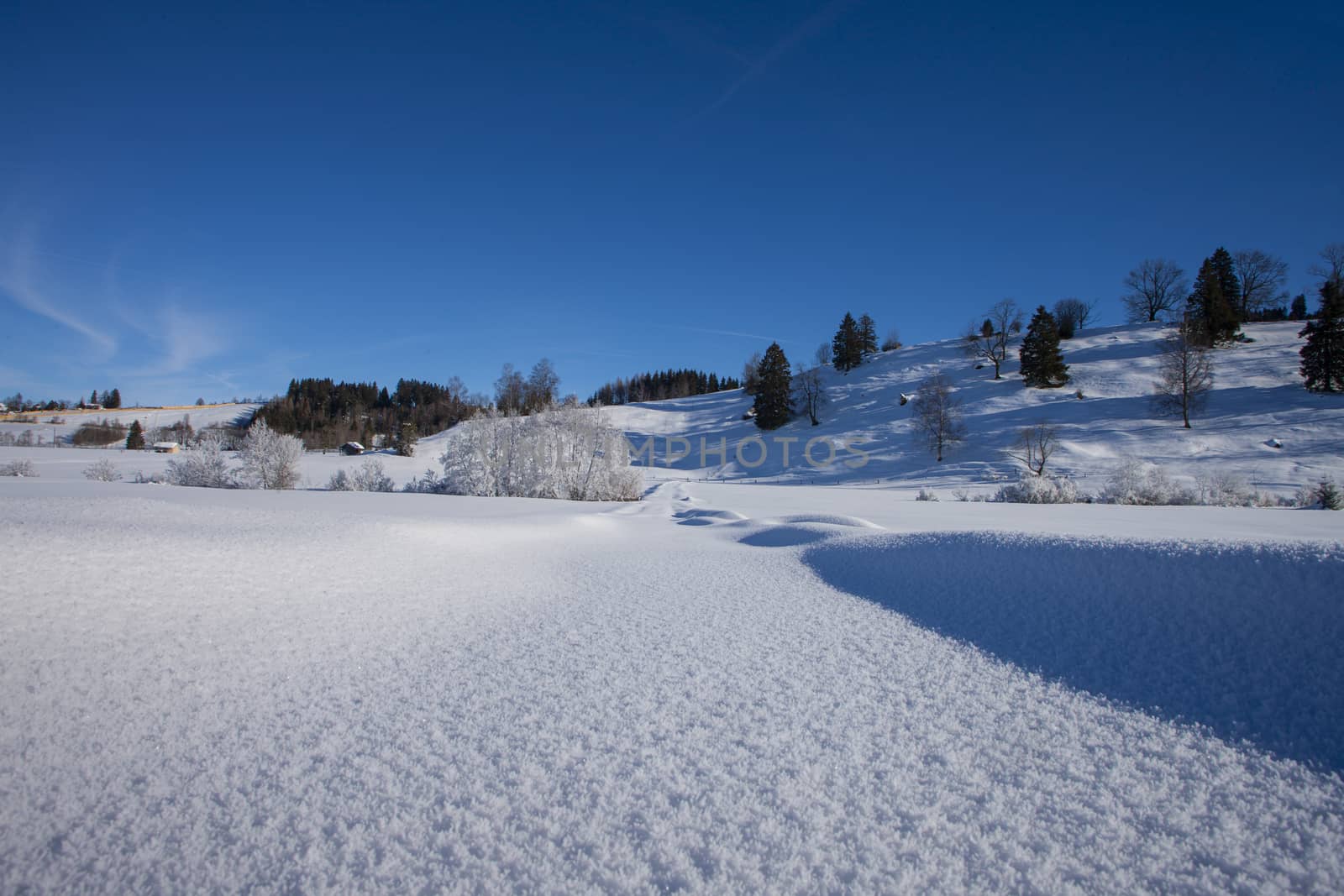 clear blue sky with snow in the mountains of Switzerland, Zugerberg. Trees and fresh snow