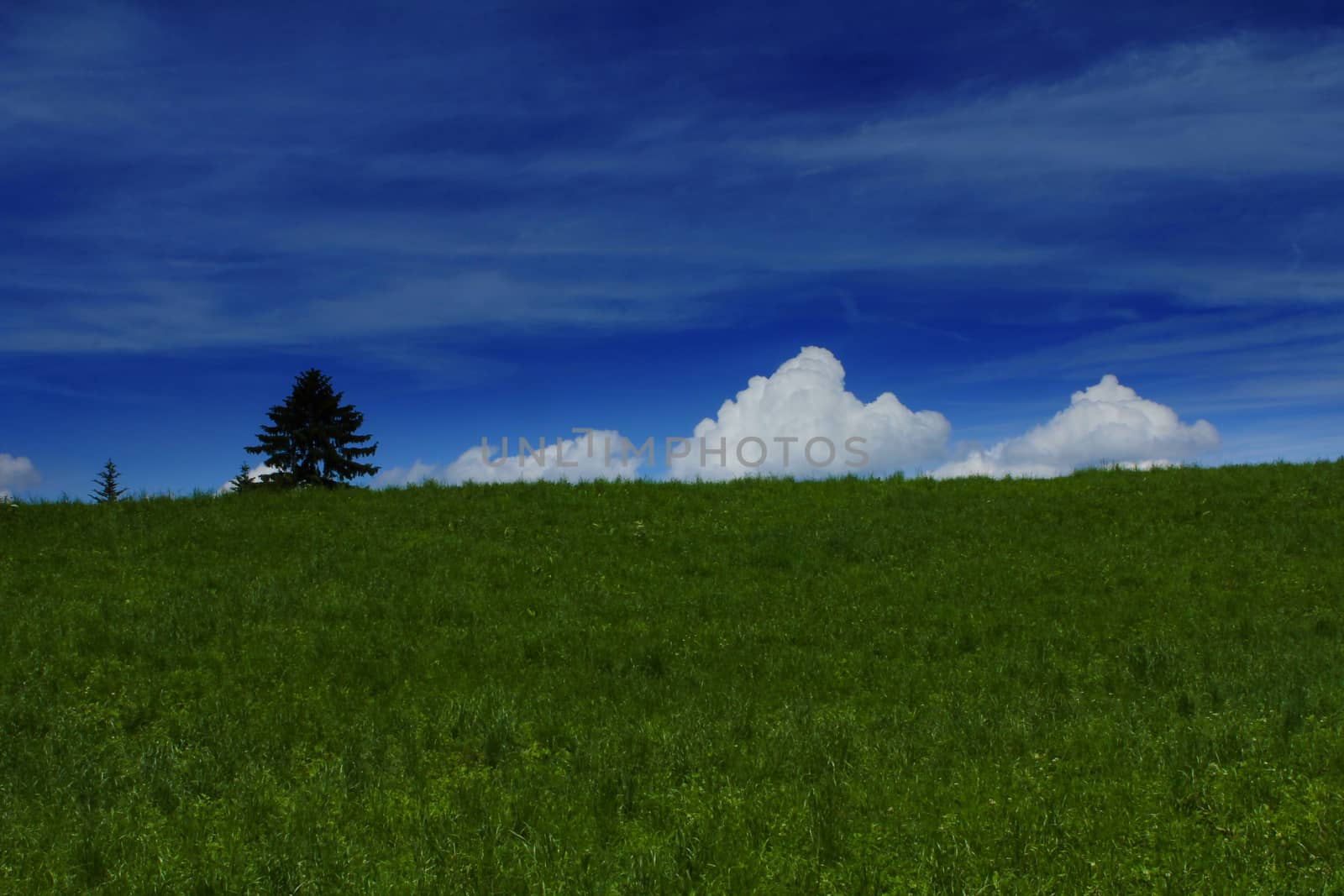 lone tree surviving on top of hill