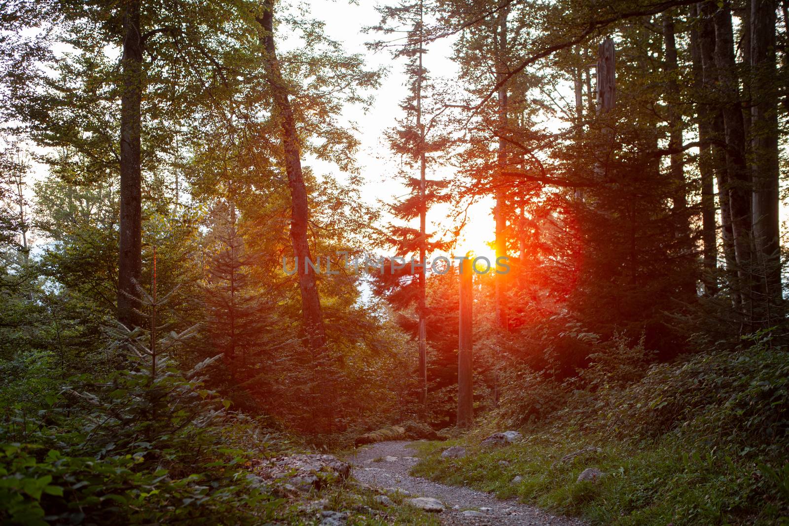 sunset in forrest in the mountains of Switzerland with sun rays