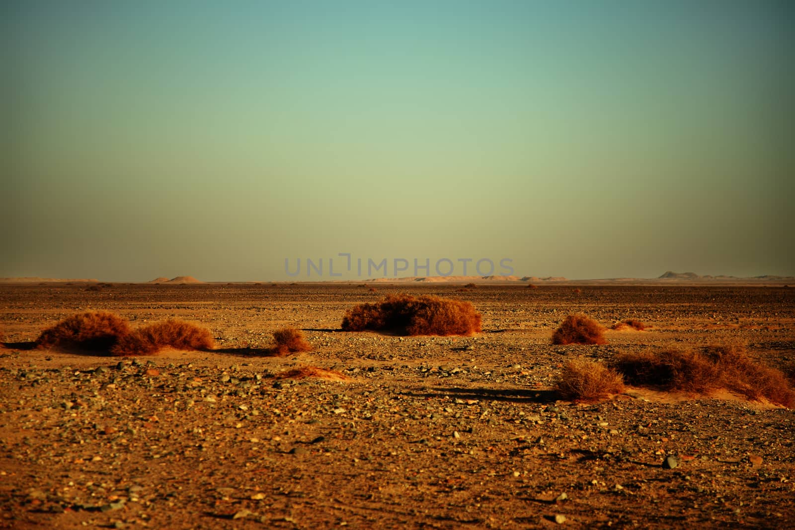 Landscape of the desert near El Gouna, rocks and dry plants