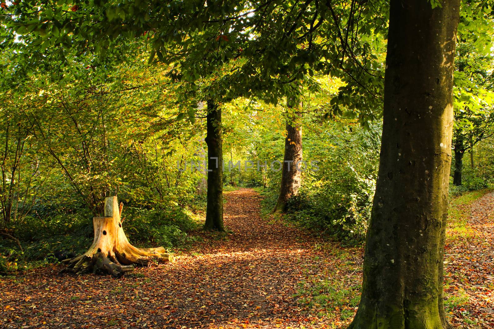 autumn setting in a forrest with sun rays by PeterHofstetter