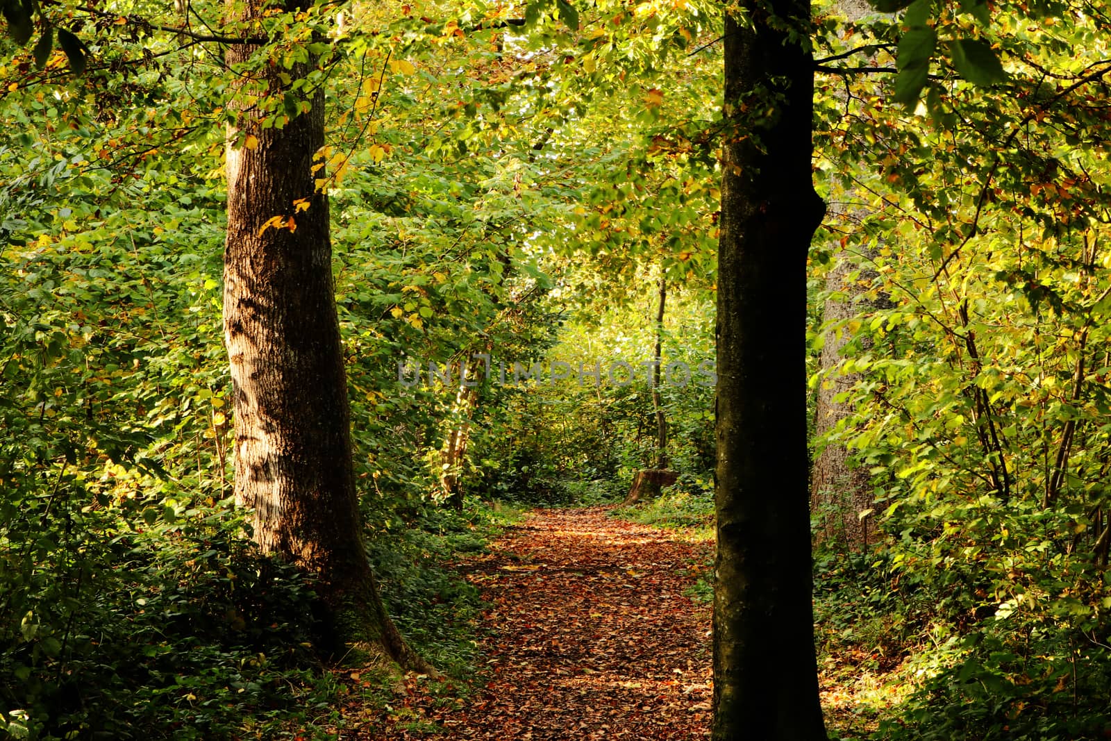 autumn setting in a forrest with sun rays. Green trees and track