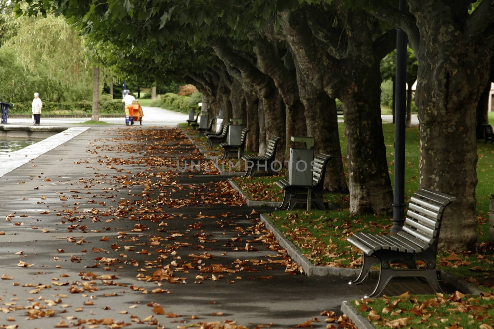 benches on waterfront with tree and falls colors. A quiet mood