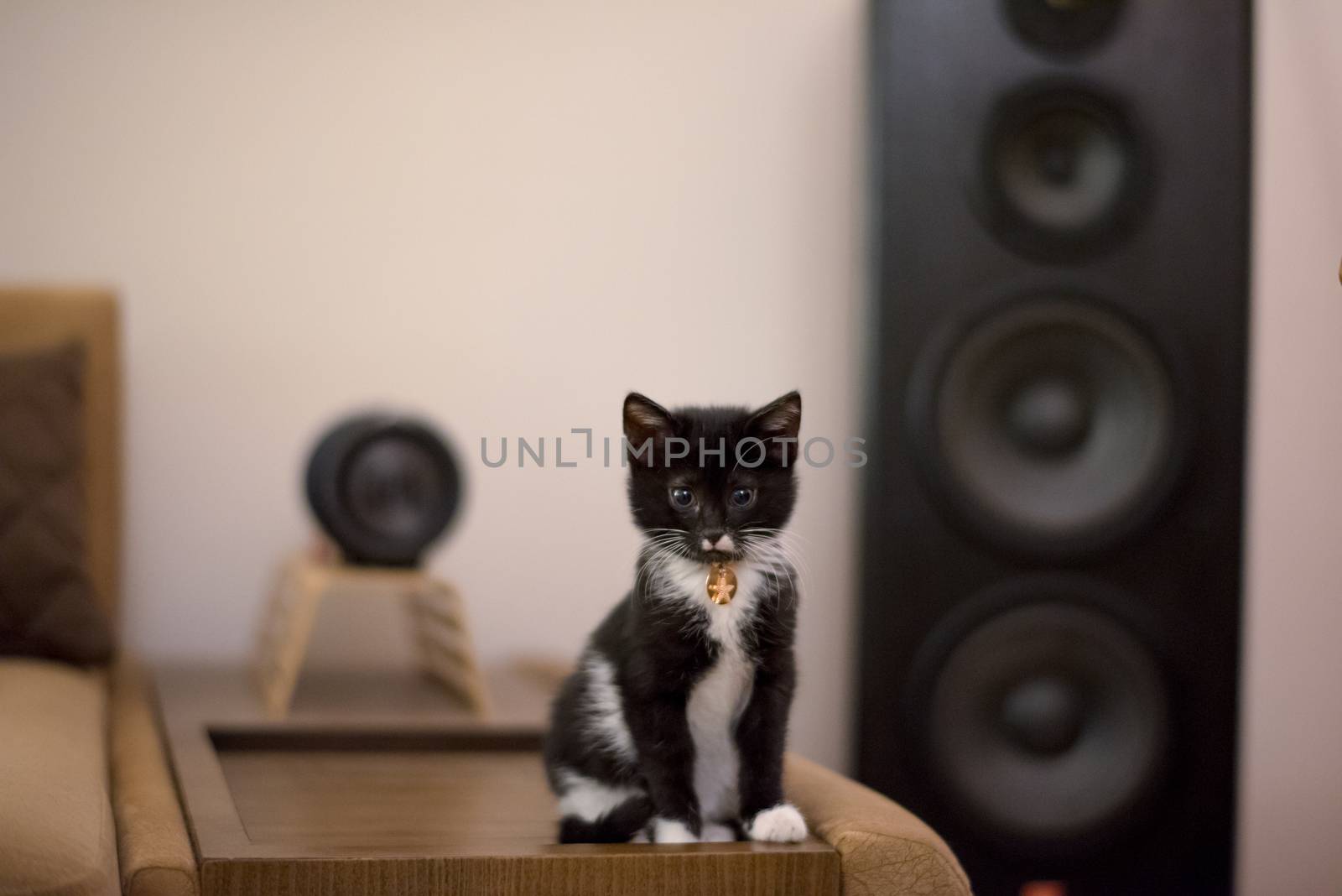 Cute kitten at home, baby cat tuxedo